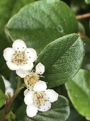 Cotoneaster dammeri
