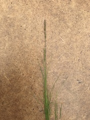 Festuca filiformis