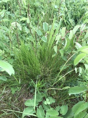 Festuca filiformis