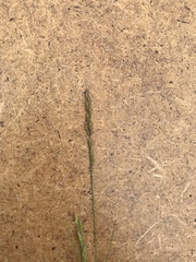 Festuca filiformis