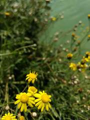 Senecio inaequidens