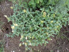 Scutellaria caucasica