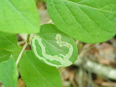 Aulagromyza cornigera