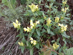 Scutellaria caucasica