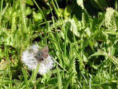 Lycaena tityrus subalpina