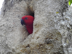 Eclectus roratus macgillivrayi