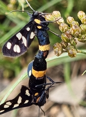 Amata caspia