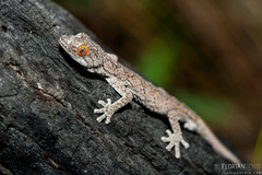 Strophurus williamsi