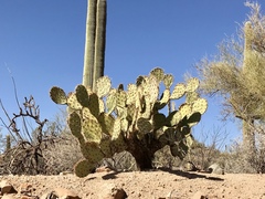 Opuntia engelmannii engelmannii