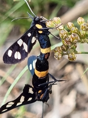 Amata caspia