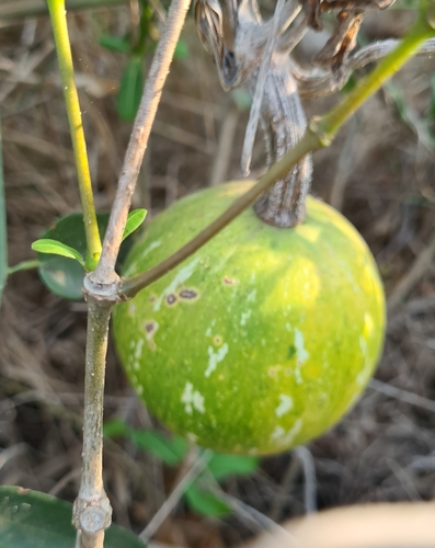 Cucurbita argyrosperma (Cucurbita argyrosperma)