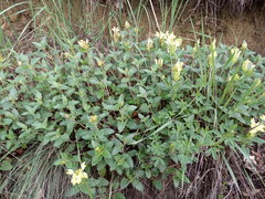 Scutellaria caucasica