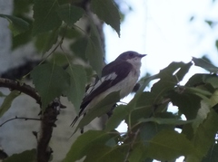 Ficedula hypoleuca