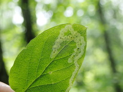 Aulagromyza cornigera