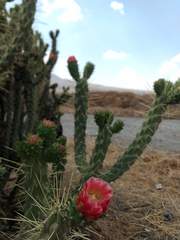 Austrocylindropuntia
