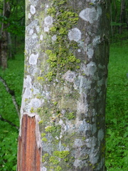 Fagus orientalis