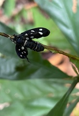 Amata stellaris