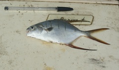 Trachinotus rhodopus