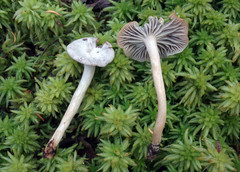 Cuphophyllus canescens