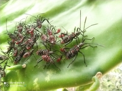 Leptoglossus lineosus