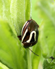 Perillus circumcinctus