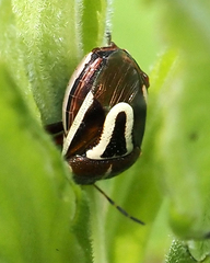 Perillus circumcinctus