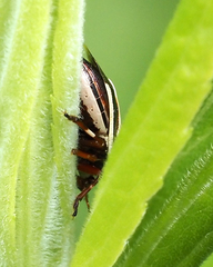 Perillus circumcinctus