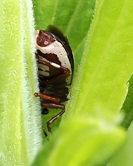 Perillus circumcinctus