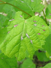 Eriophyes exilis