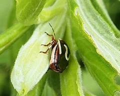 Perillus circumcinctus