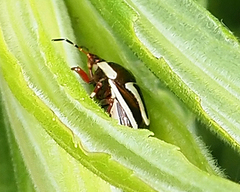 Perillus circumcinctus