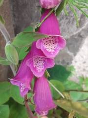Digitalis purpurea