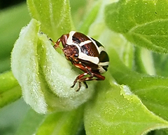 Perillus circumcinctus
