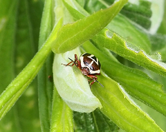 Perillus circumcinctus