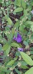 Centrosema brasilianum