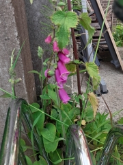 Digitalis purpurea