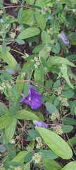 Centrosema brasilianum