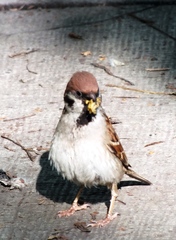Passer montanus