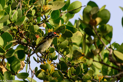 Pogoniulus pusillus