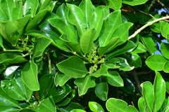 Melicope triphylla