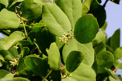 Dobera glabra