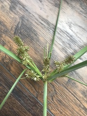 Cyperus ligularis image
