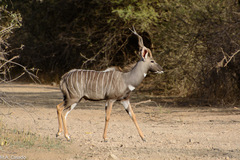 Tragelaphus imberbis
