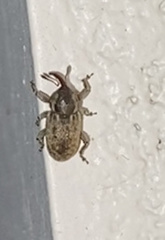 Pachytychius haematocephalus