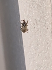 Pachytychius haematocephalus