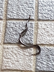 Pareas margaritophorus