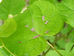 Eriophyes exilis
