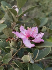 Cryptocephalus trifasciatus