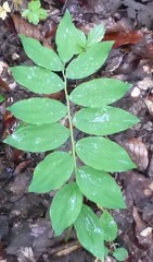 Polygonatum glaberrimum