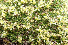 Azorella macquariensis